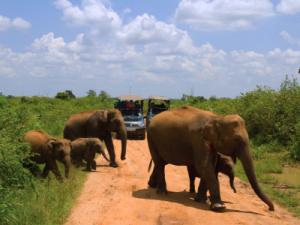 Elephant tours Sri Lanka - Elephant safari at Udawalawe National Prak
