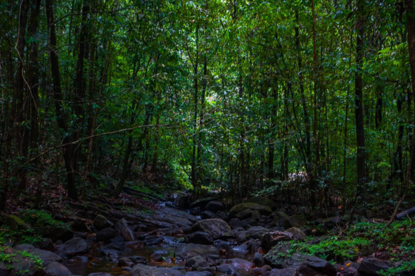 makandawa rain forest, nearest rain forest to Colombo city