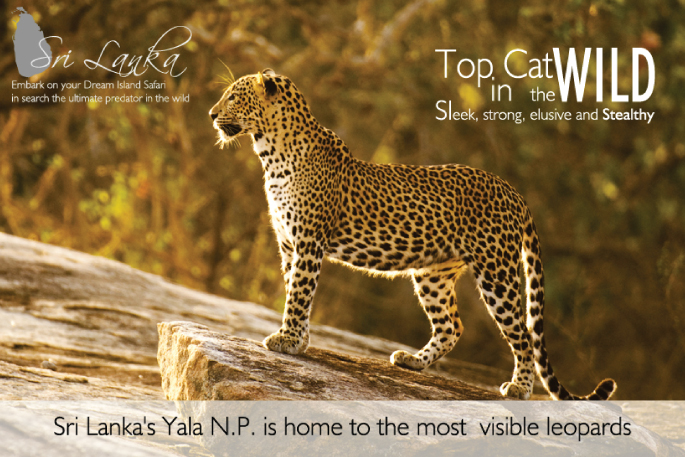 Leopard safari Sri Lanka Yala National Park is the best location for Leopard safari Sri Lanka