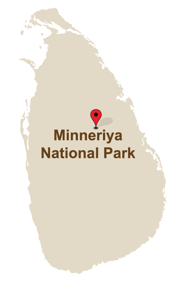 Minneriya National Park