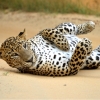 Leopard safari Sri Lanka at Yala National Park Sri Lanka