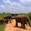 Elephant tours Sri Lanka - Elephant safari at Udawalawe National Prak