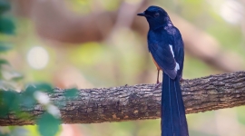 Sri Lanka bird watching, Best birding excursions in Bundala, Kumana and Sinaharaja Rain Forest Sri Lanka