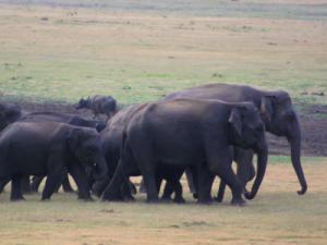 Elephant tours Sri Lanka