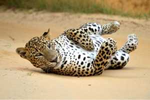 Leopard safari Sri Lanka at Yala National Park Sri Lanka