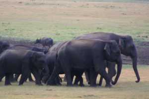 Elephant tours Sri Lanka