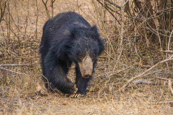 A  Sloth Bear is walking towards Wilpattu Safari Guests