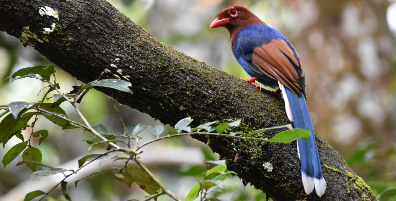 Blue Magpie Inharaja Rain Forest