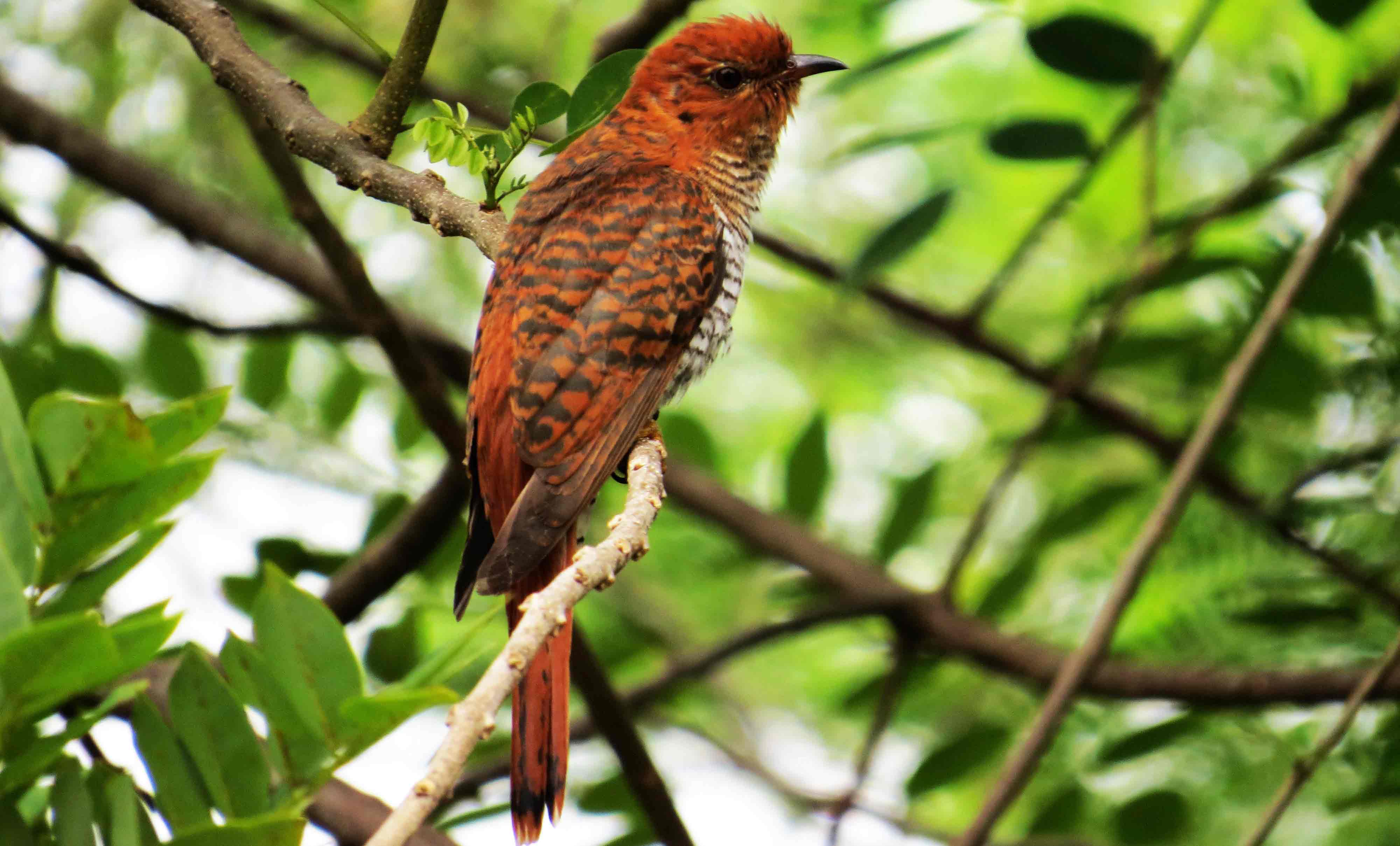 bird watching in kalametiya sanctuary
