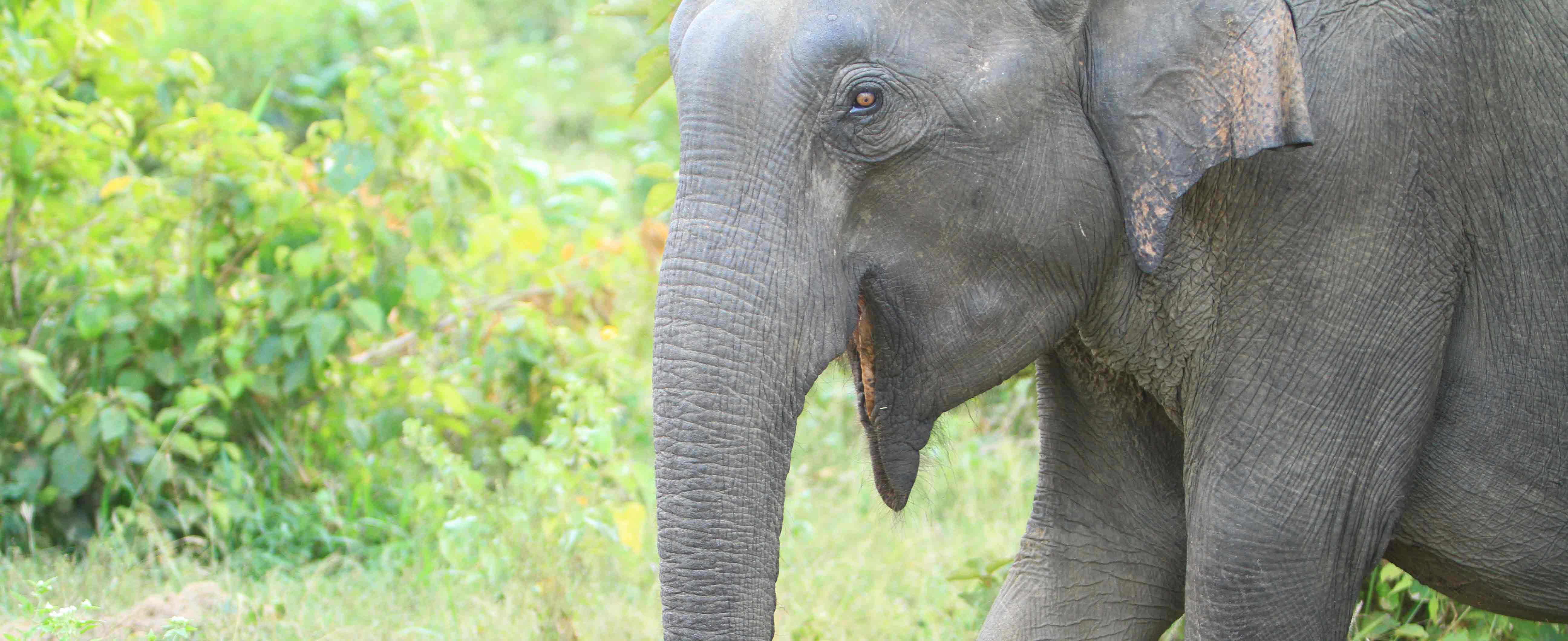 Elephant tours Sri Lanka - Elephant at Udawalawe National Prak