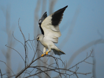 Sri Lanka Bird Watching Experience In Kumana National Park