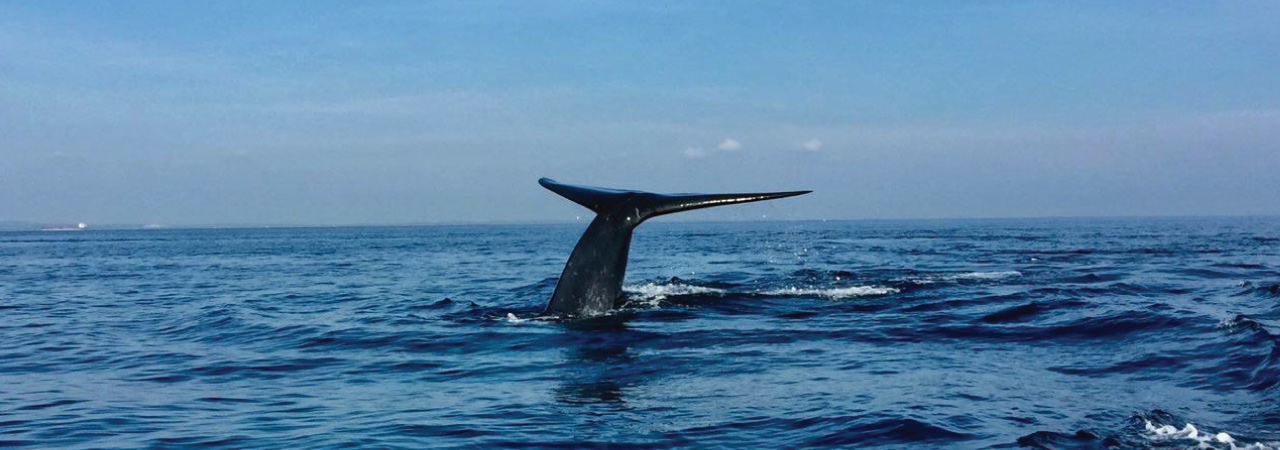 Whale Watching Sri Lanka, best Whale Watching experience with Sri Lanka Day Tours