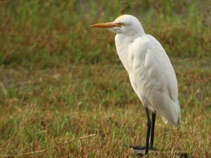 Sri Lanka Bird Watching Experience in Kokduwa