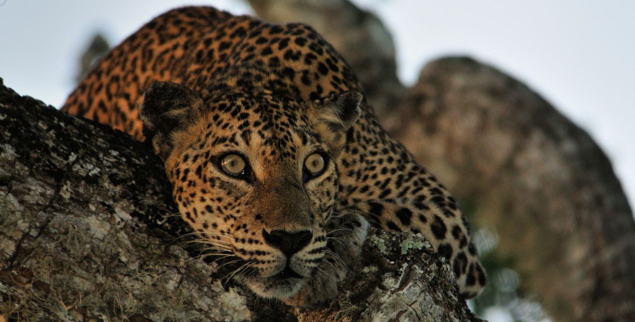 A leopard in the Wilpattu National Park looking at Safari Guests