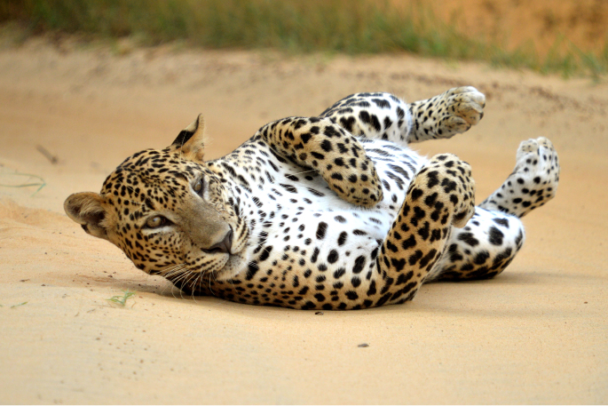 Sri Lanka Leopard spotted at a Leopard safari Yala National Park. Yala is the best location for Leopard safari Sri Lanka.
