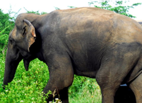 Elephants Safari at Kaudulla National Park