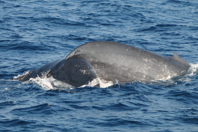 Whale watchingin Trincomalee
