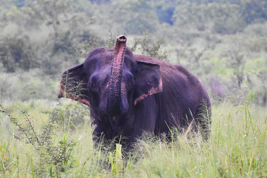 Elephant Safari at Angamedilla National Park
