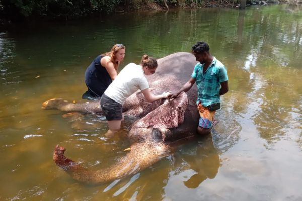helping out elephant to have a good bath