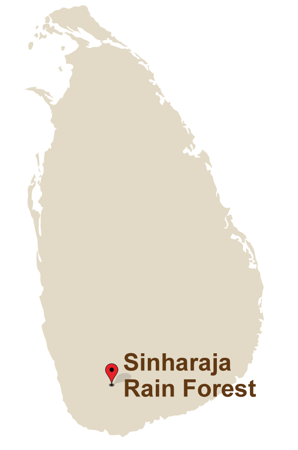 1 Mahoora Camps at Sinharaja