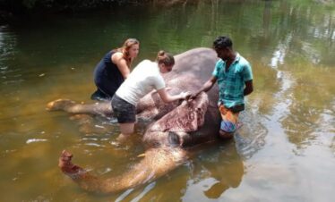 helping out elephant to have a good bath sri lanka day tours
