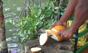 king coconut experience in galle sri lanka day tours