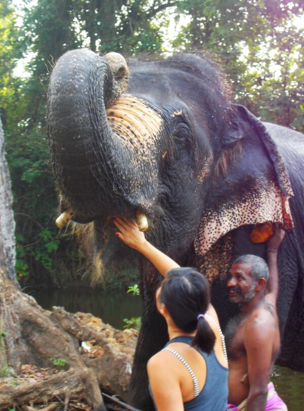 tourist experience elephant habarana sri lanka day tours