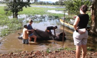 tourist experience elephants having a bath in sri lanka