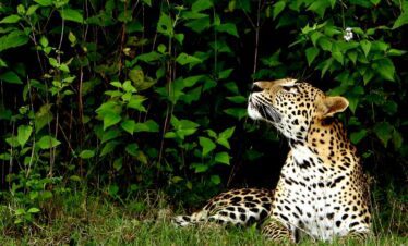 A leopard in the Wilpattu National Park looking at Safari Guests