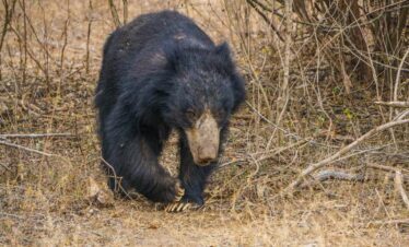 A Sloth Bear is walking towards Wilpattu Safari Guests