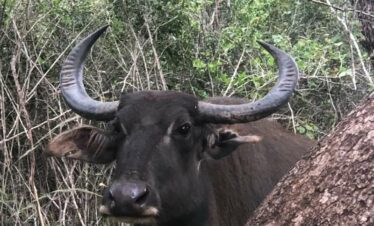 A Wild Buffalo in the Wilpattu National Park looking at Safari Guests