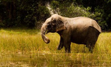 An Asian Elephant in front of the Wilpattu Safari Guests