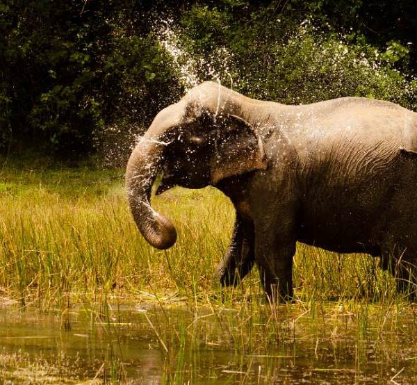An Asian Elephant in front of the Wilpattu Safari Guests