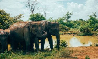 sri lanka, tangalle, asia-4258709.jpg