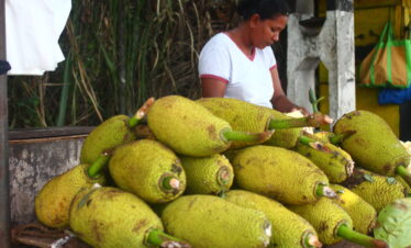 A lady is cutting jack fruits for selling