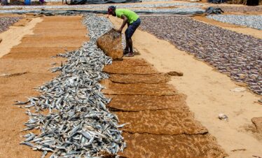 fish, fish drying, shore-4036084.jpg