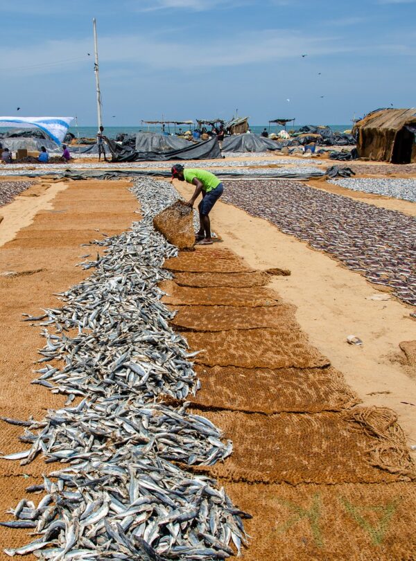 fish, fish drying, shore-4036084.jpg