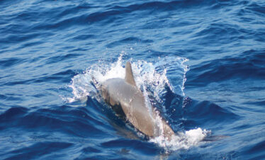 whale and dolphin watching sri lanka