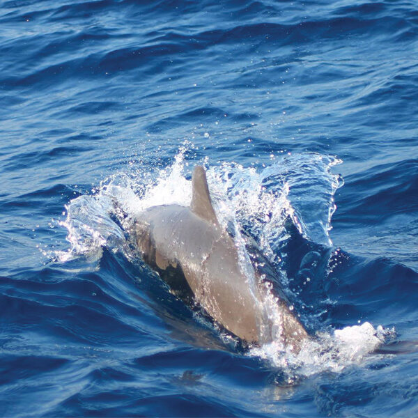 whale and dolphin watching sri lanka