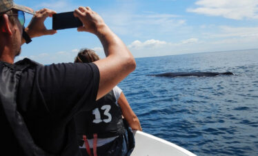 boat trip kalpitiya dolphin watching