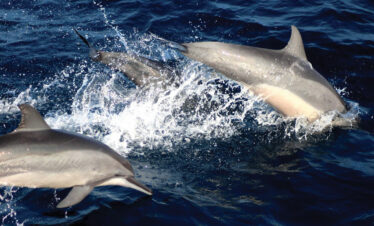 kalpitiya dolphin watching season