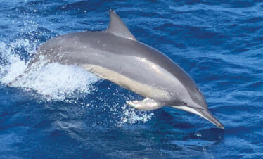 dolphin and whale watching sri lanka