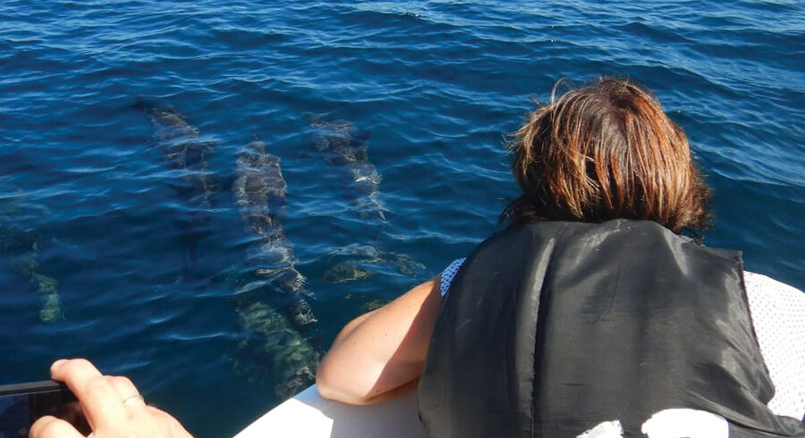 dolphin watching in kalpitiya