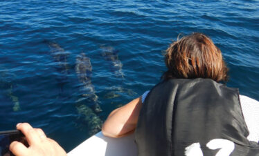 dolphin watching in kalpitiya