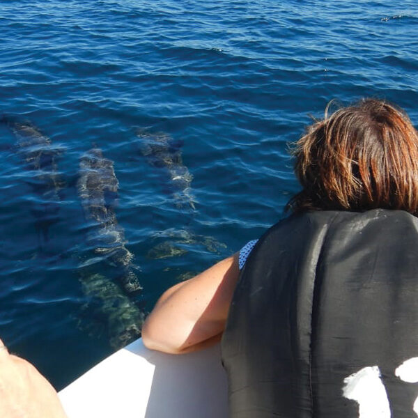 dolphin watching in kalpitiya