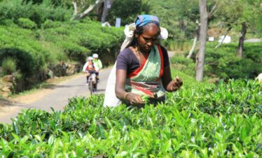 A lady plucking tea at tea estates in Sri Lanka