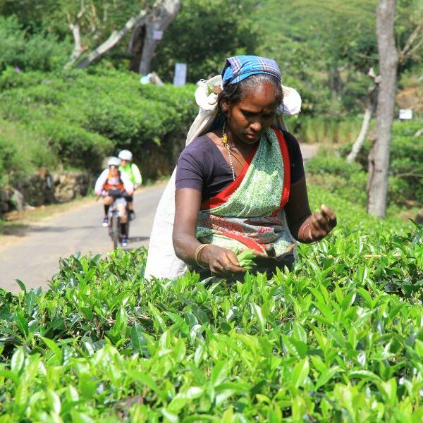 A lady plucking tea at tea estates in Sri Lanka