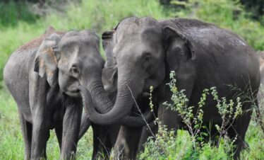 A close encounter with wild elephants and 12th century relics: Angammedilla National Park